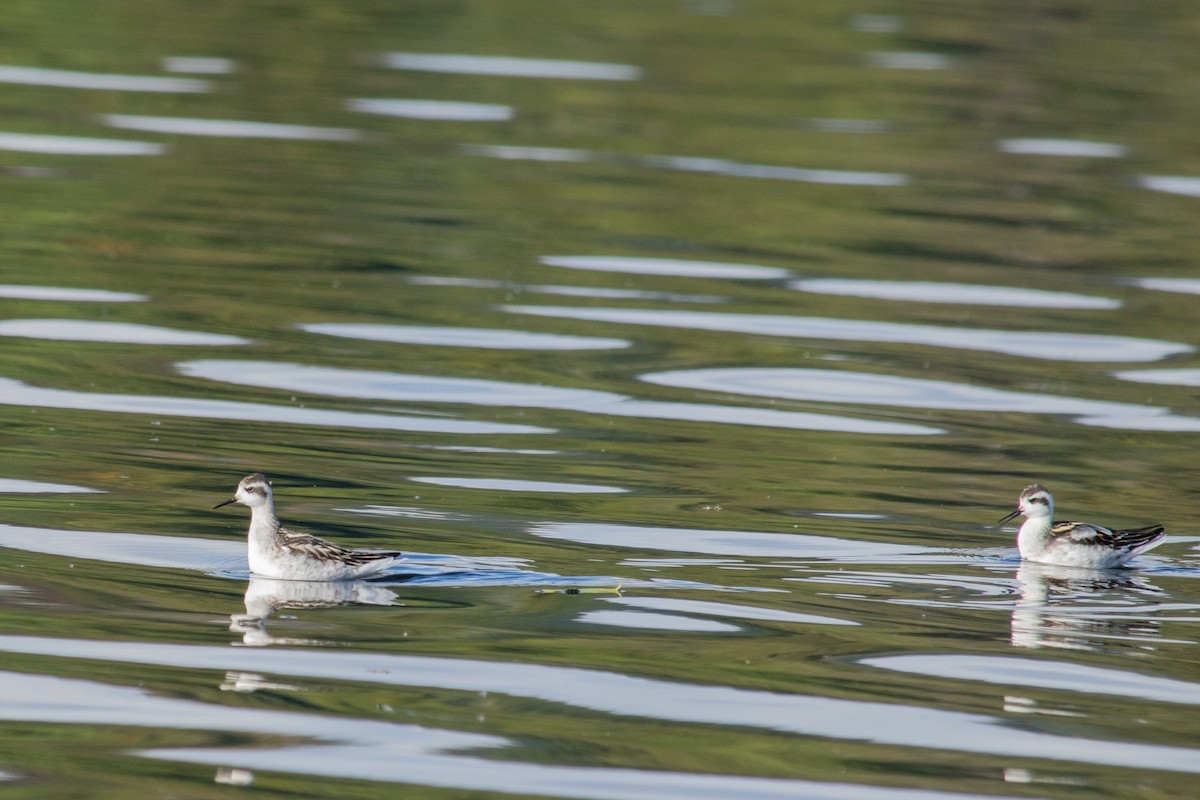 Red-necked Phalarope - ML261254461