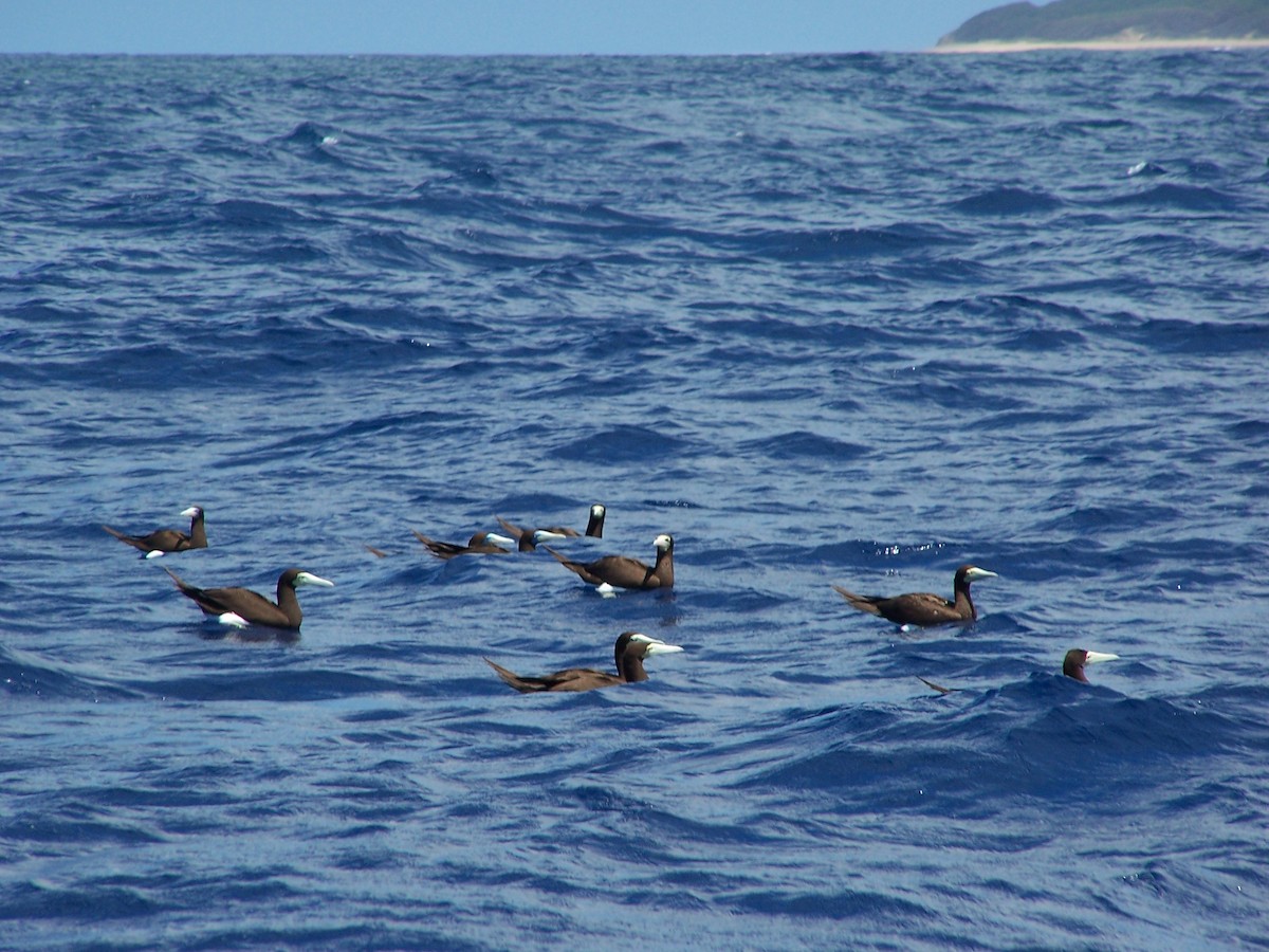 Brown Booby - ML261254921
