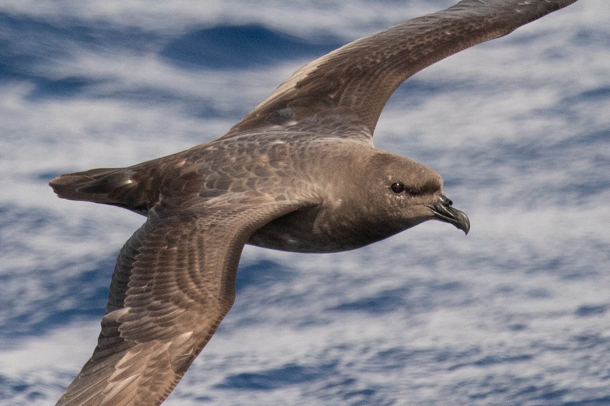 Trindade Petrel - ML261255261