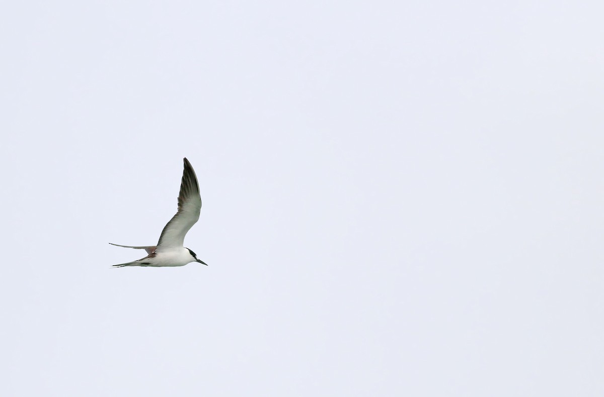 Sooty Tern - ML261256091