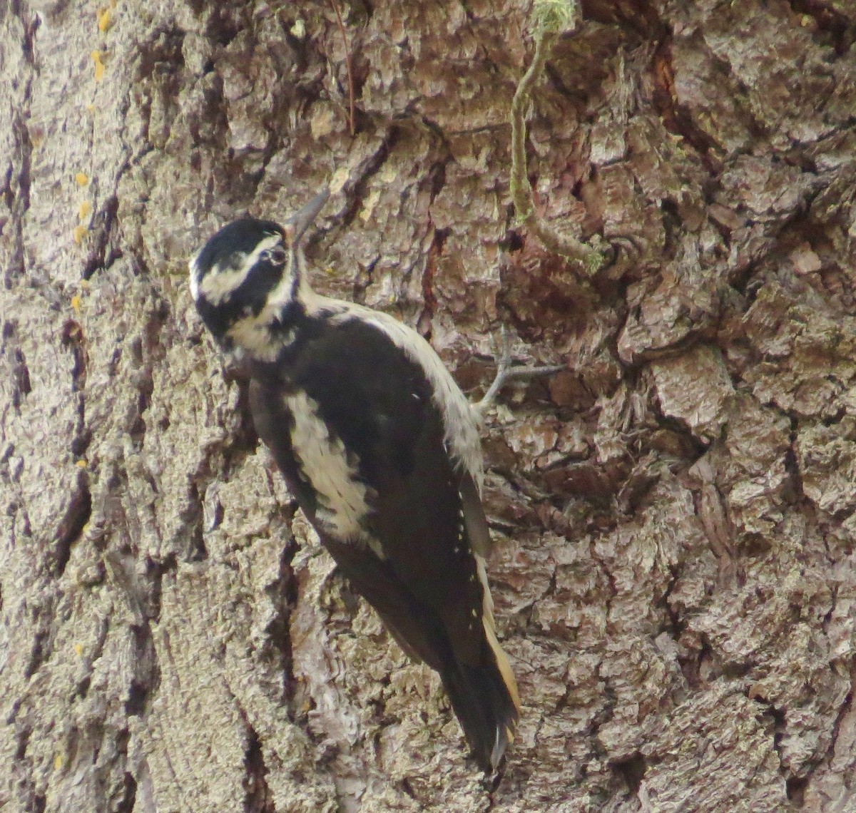 Hairy Woodpecker - ML261256171