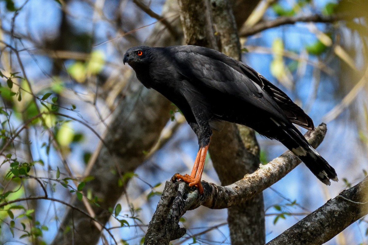 Crane Hawk - ML261256981