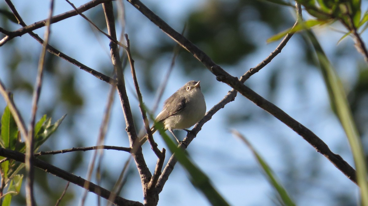 Blue-gray Gnatcatcher - ML26125781