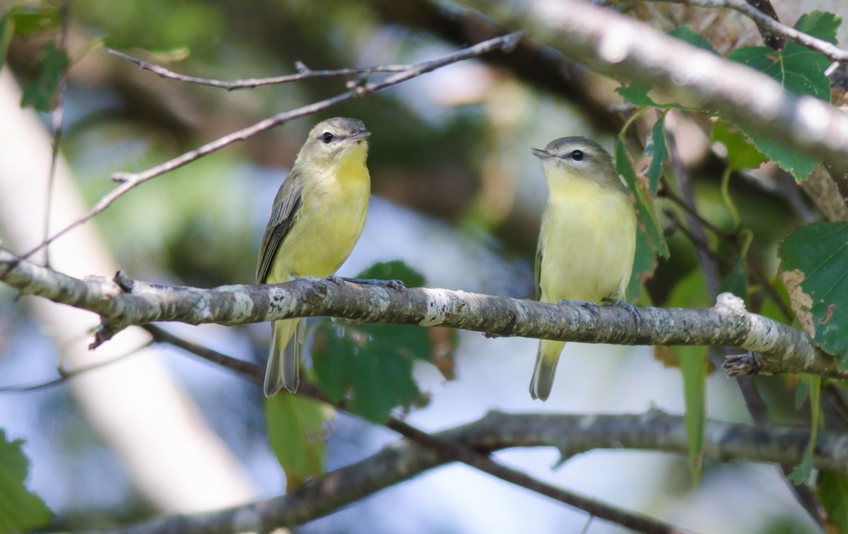 Philadelphia Vireo - ML261258671