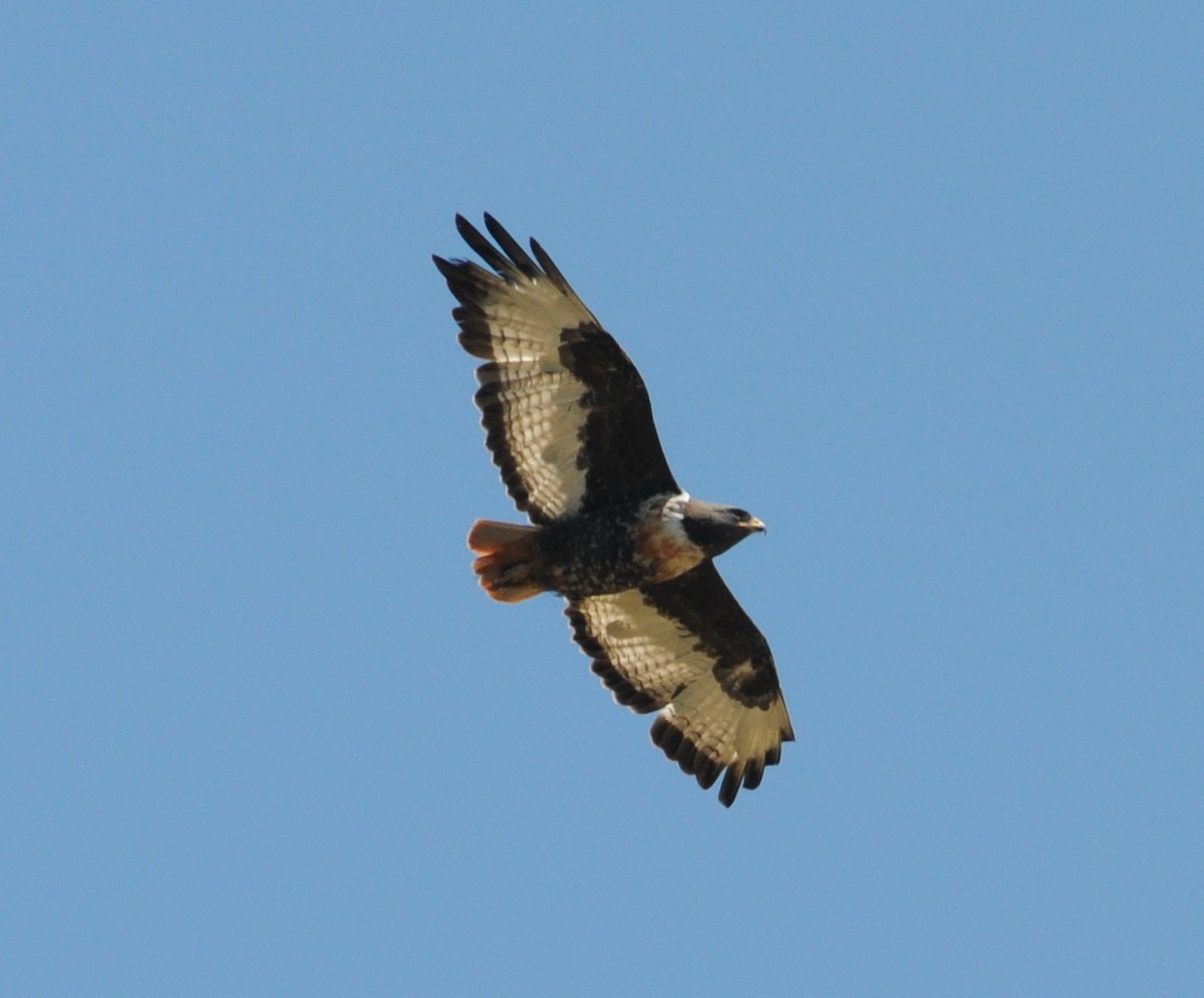 Jackal Buzzard - Clive Harris