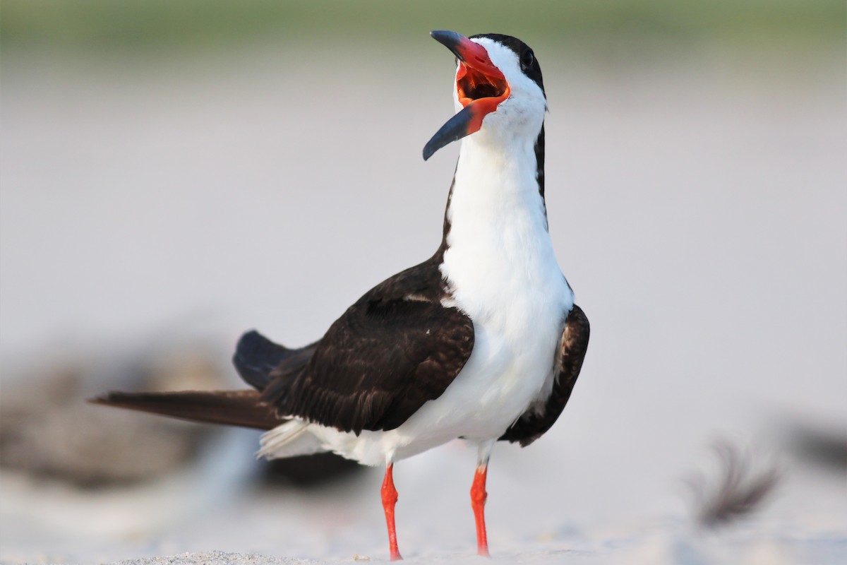 Black Skimmer - ML261262231