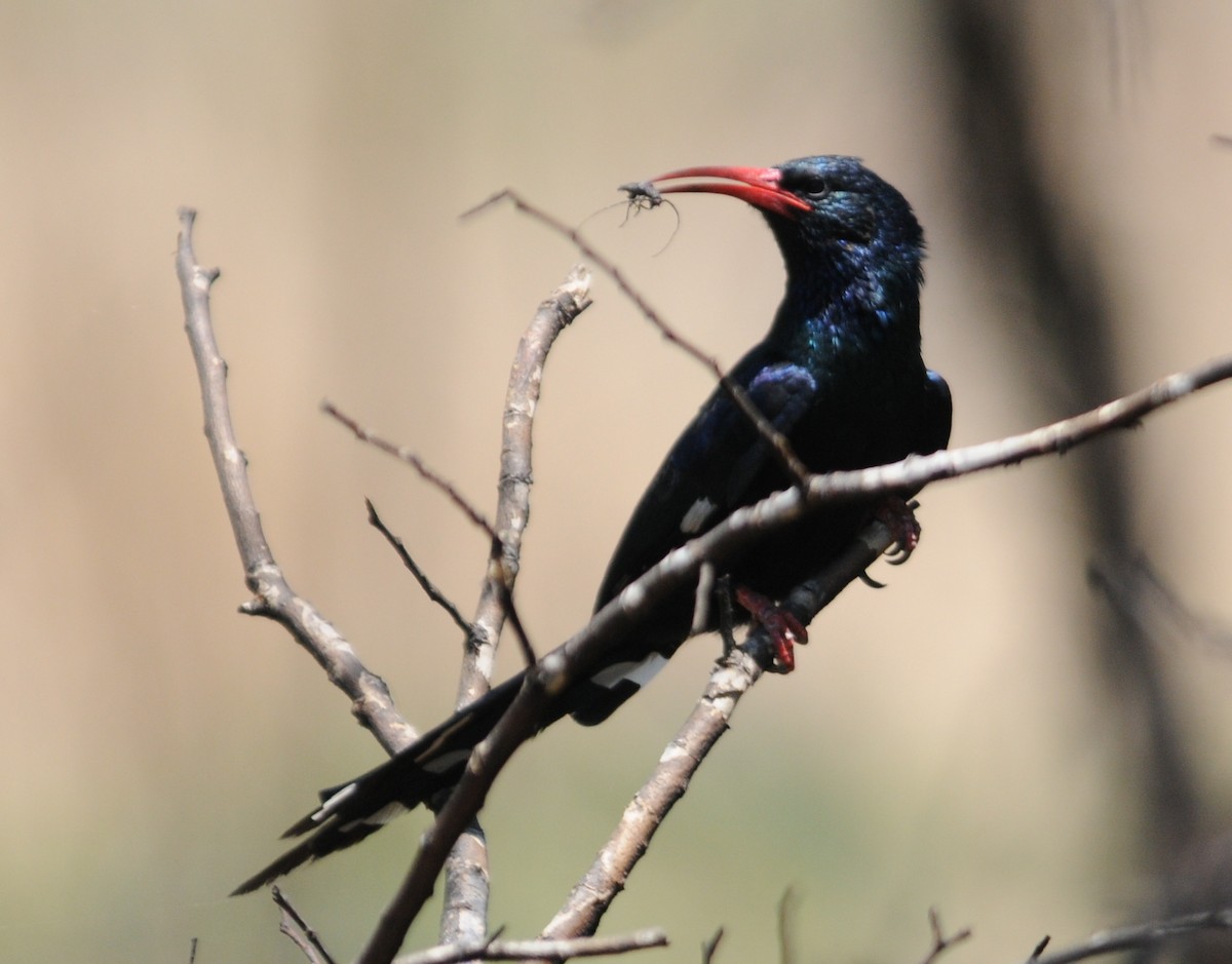 Green Woodhoopoe - ML261262261