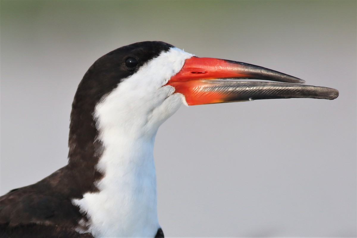 Black Skimmer - ML261262441