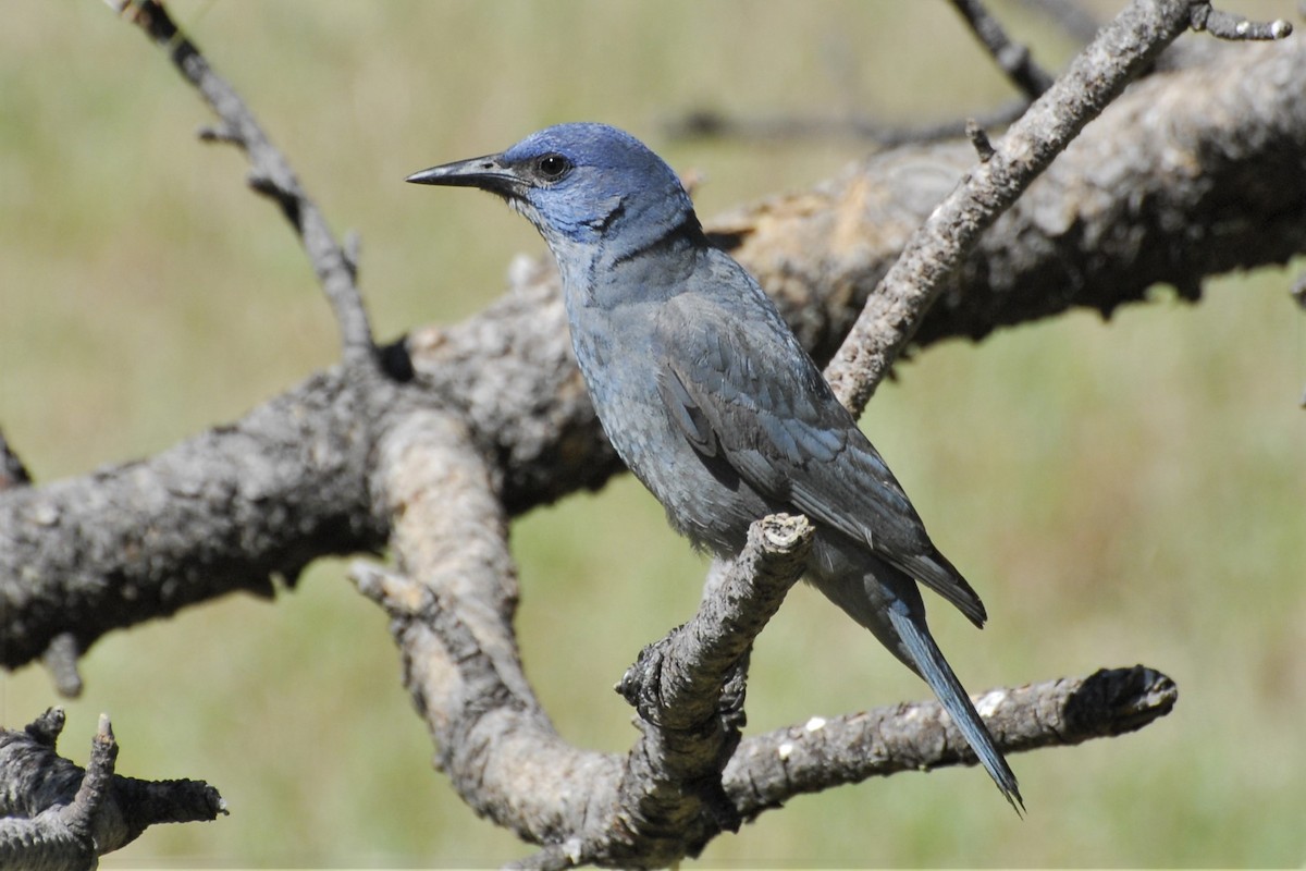 Pinyon Jay - David Hollie