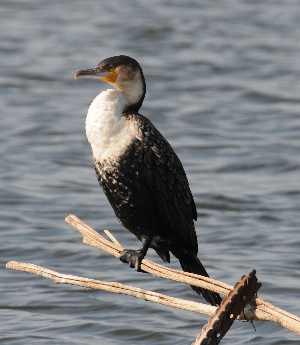 Great Cormorant - Clive Harris