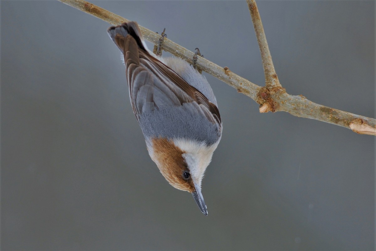 Brown-headed Nuthatch - David Hollie