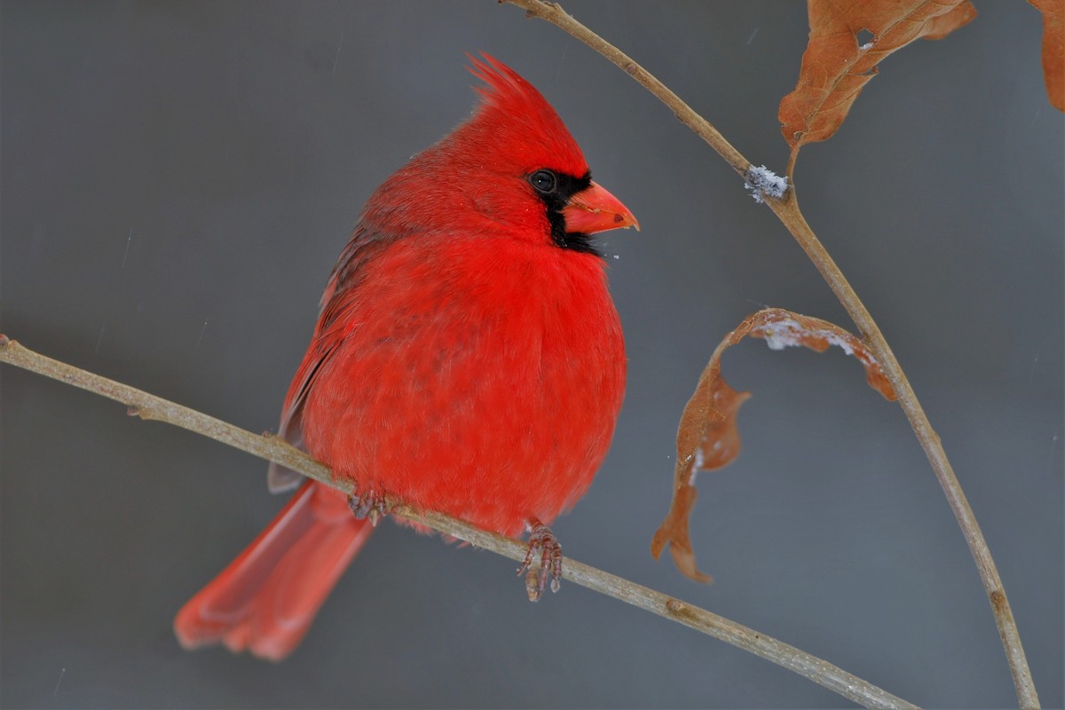 Cardinal rouge - ML26126701