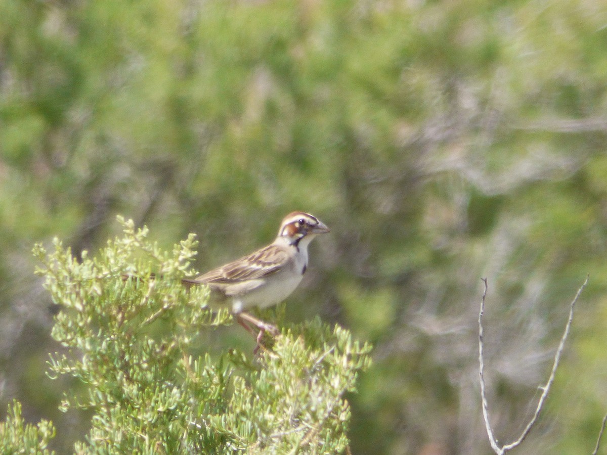 Lark Sparrow - ML261269141