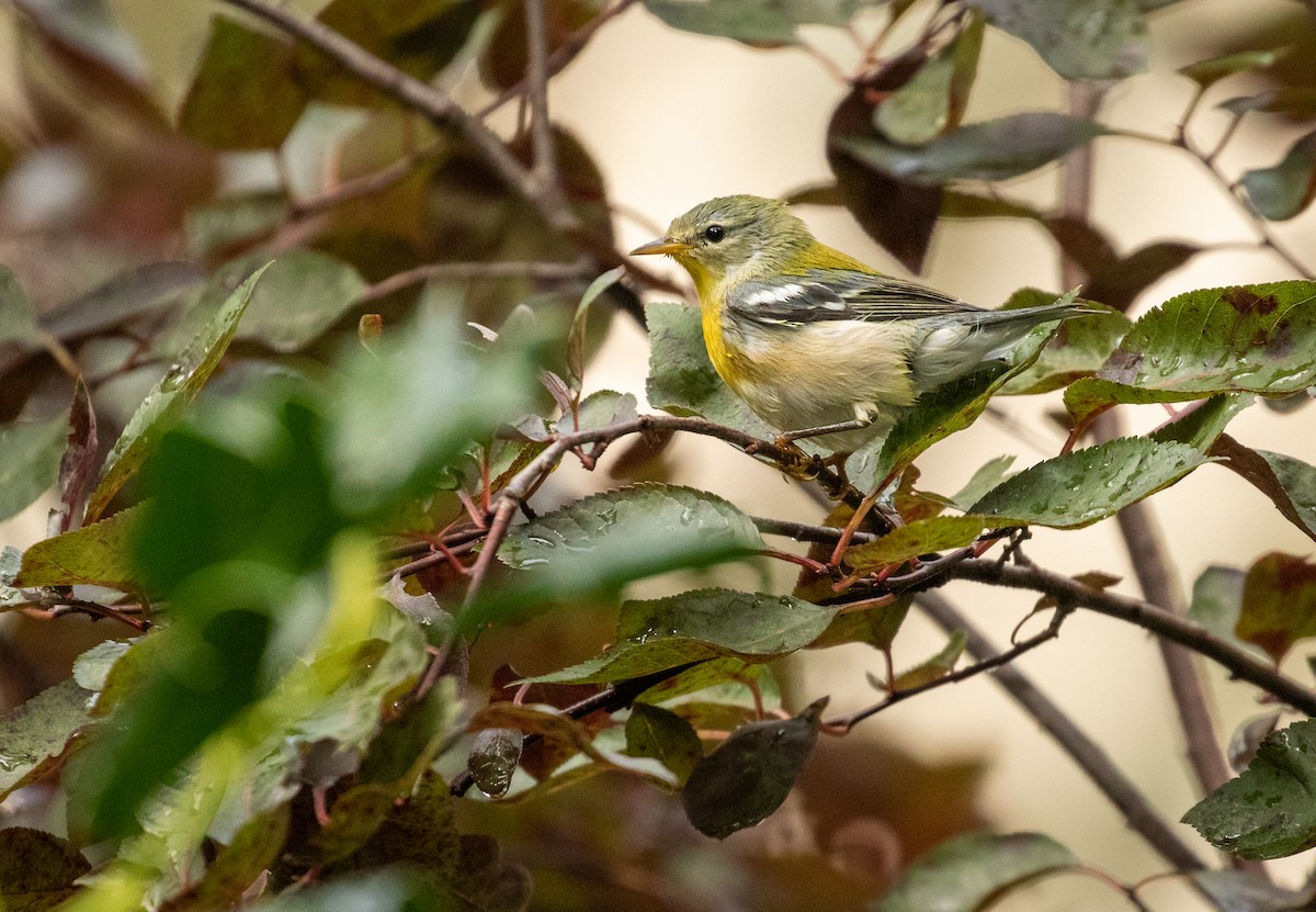 Parula Norteña - ML261269161