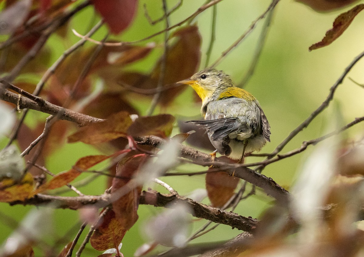 Parula Norteña - ML261269251