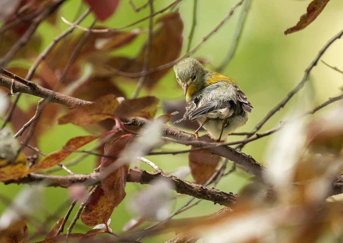 Parula Norteña - ML261269261