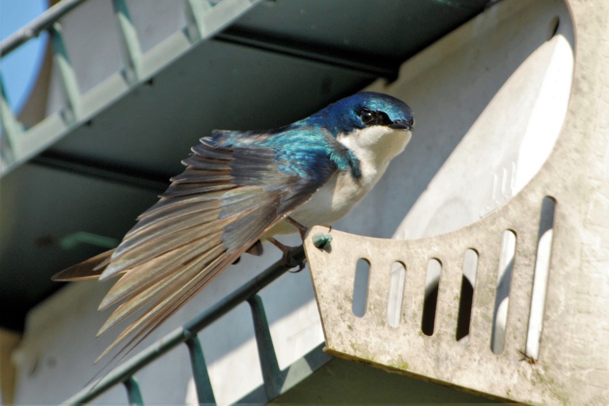 Tree Swallow - David Hollie