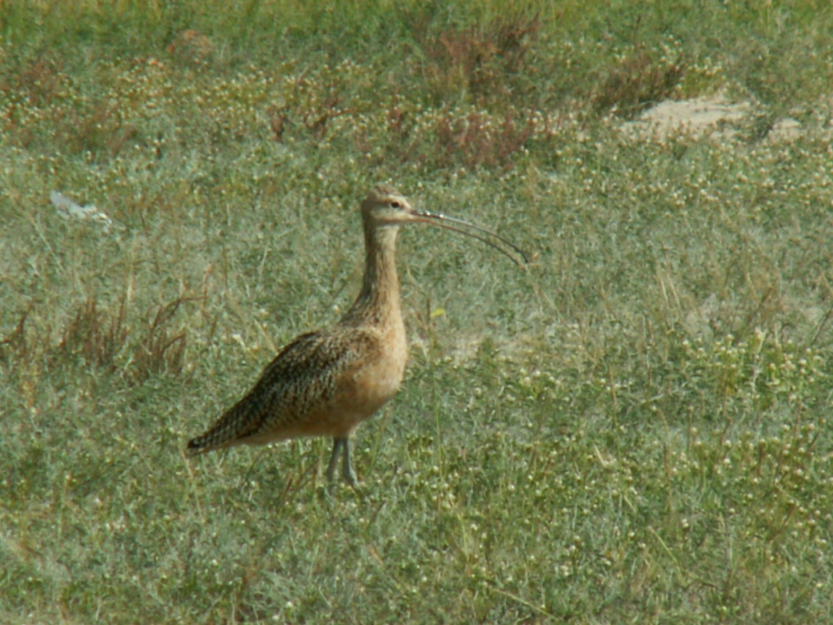 Long-billed Curlew - ML261270071