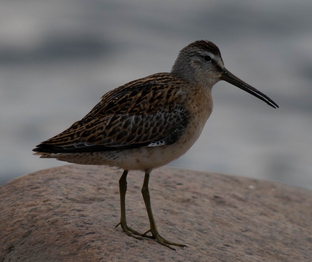 Short-billed Dowitcher - ML261270761