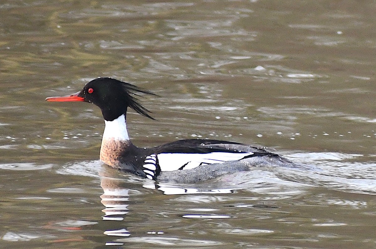 Red-breasted Merganser - ML261271631