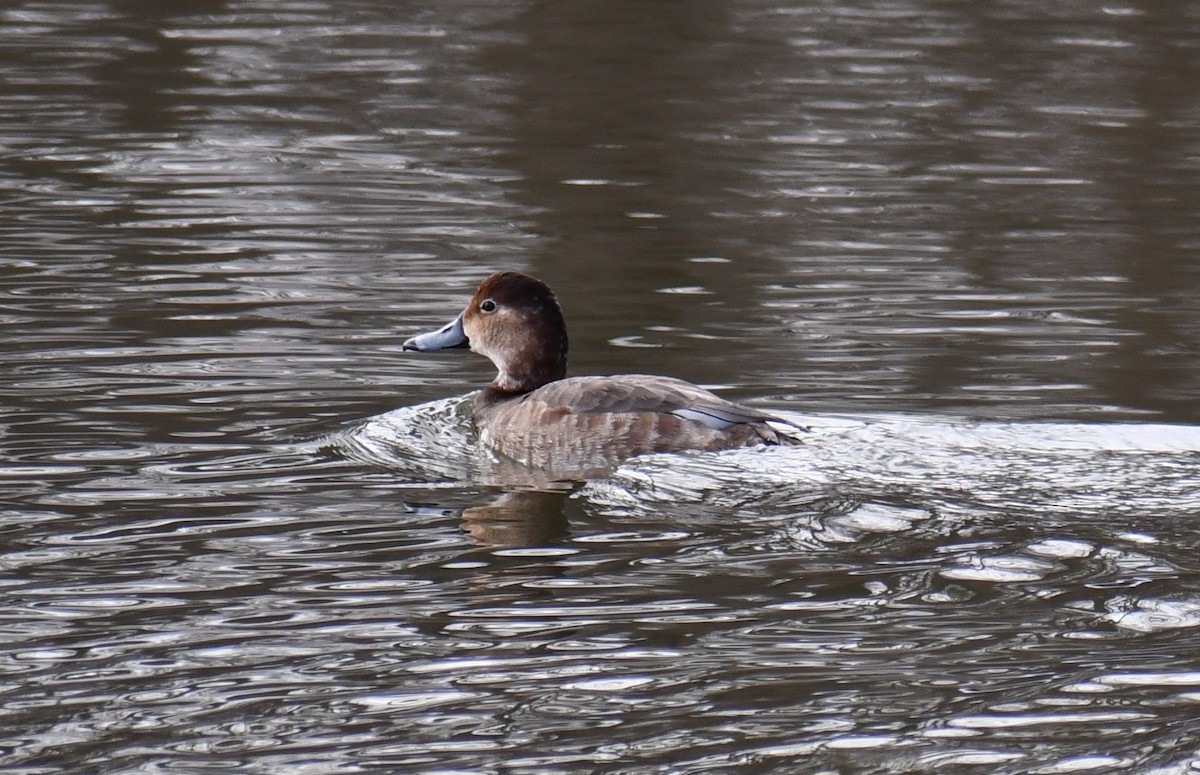 Redhead - ML261272011