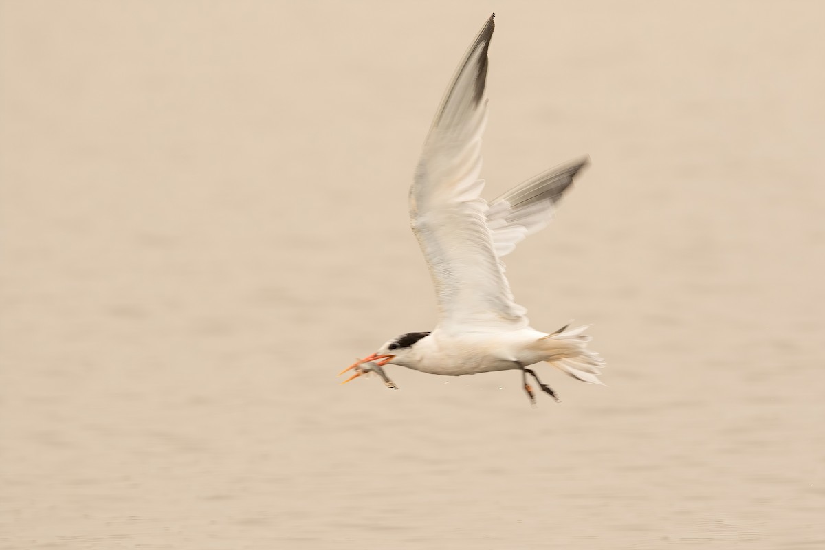 Elegant Tern - ML261274921