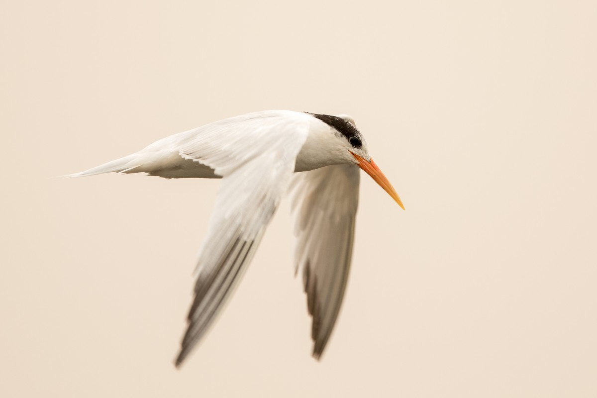 Elegant Tern - ML261275041