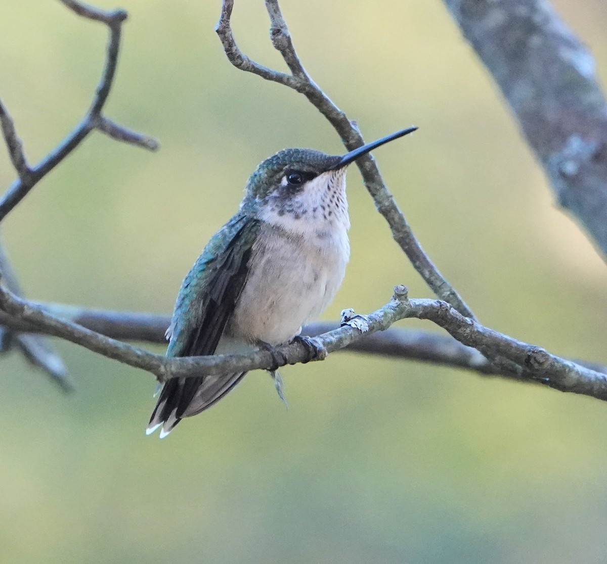 Ruby-throated Hummingbird - Jean Crépeau