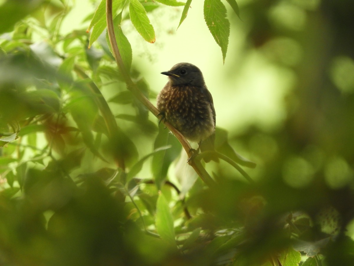 Western Bluebird - Jose M Martinez