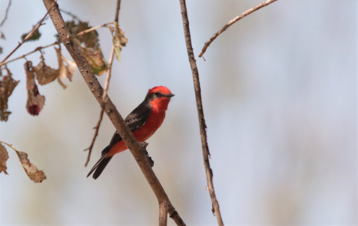 Vermilion Flycatcher - ML261275711