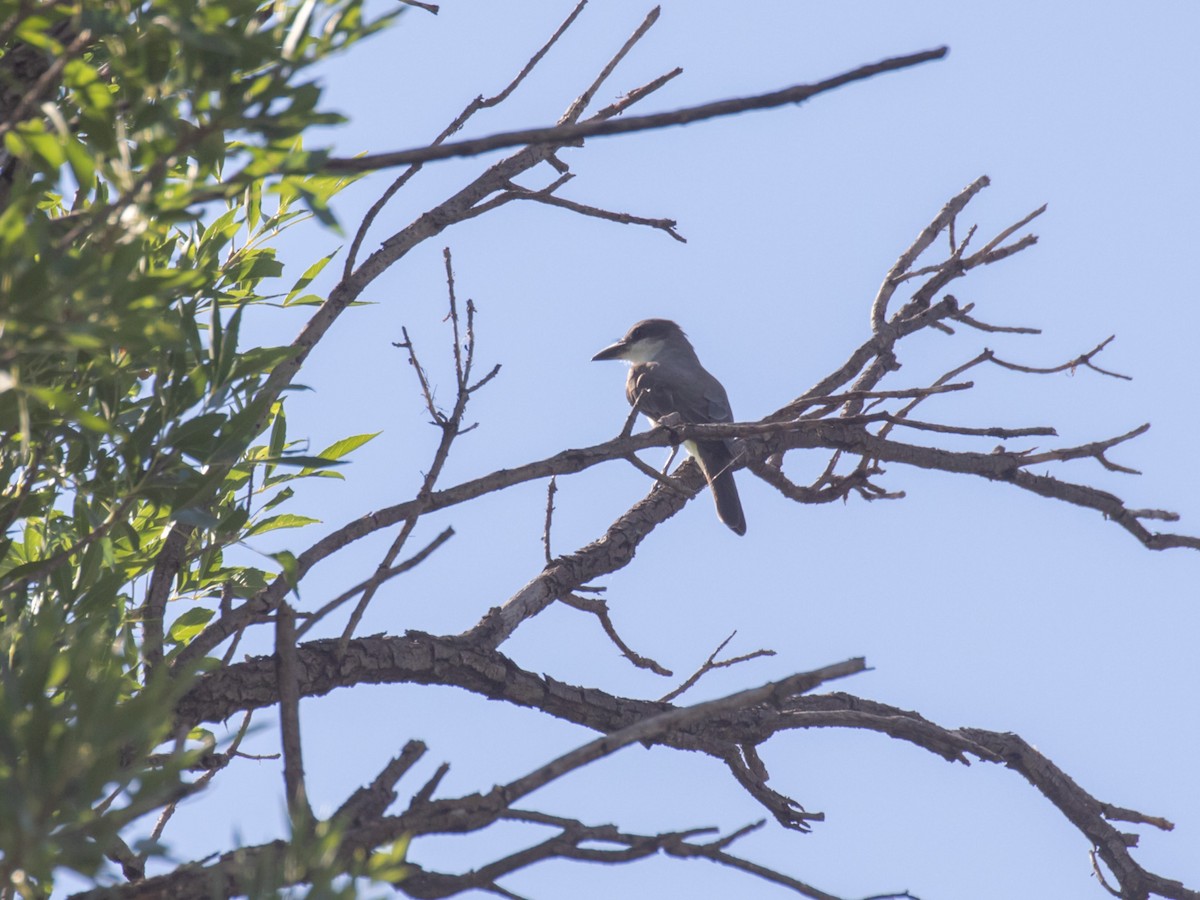 Thick-billed Kingbird - ML261276231