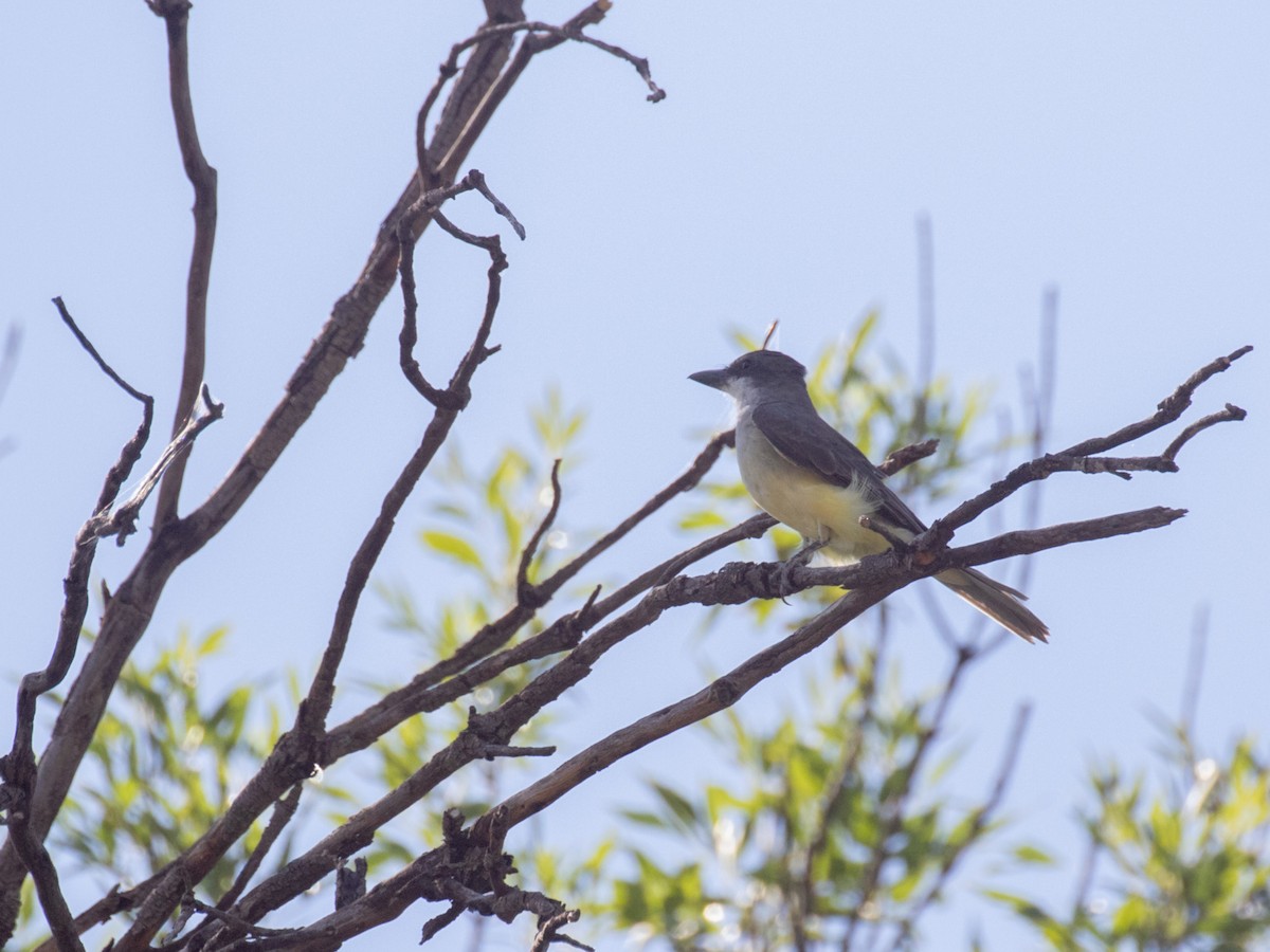 Thick-billed Kingbird - ML261276251