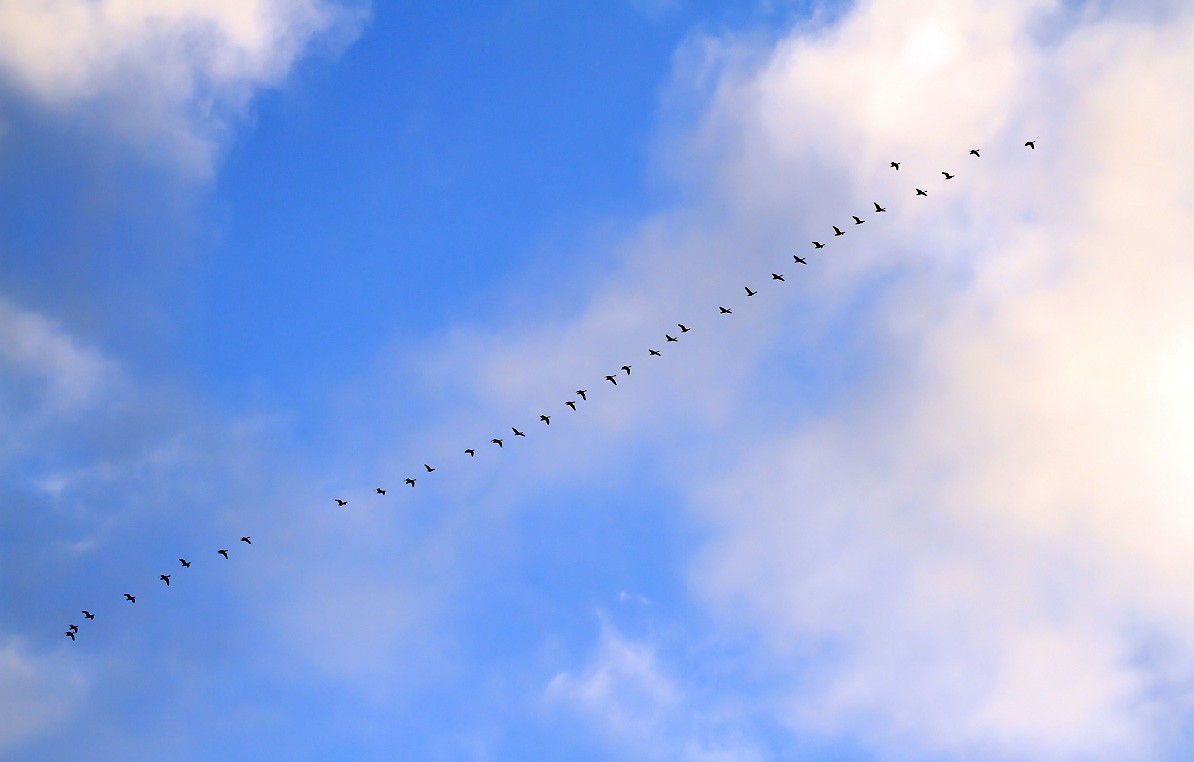 Canada Goose - ML261276601