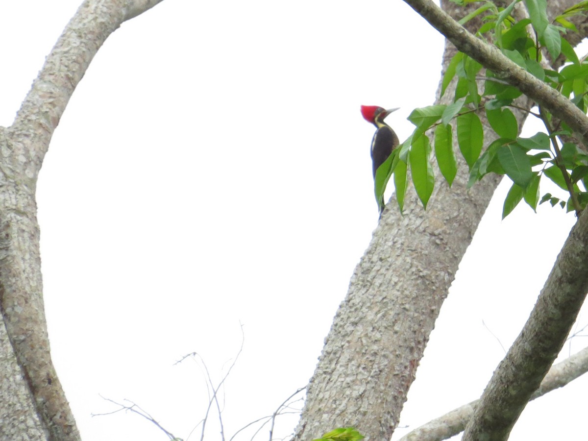 Lineated Woodpecker - Warren Bielenberg