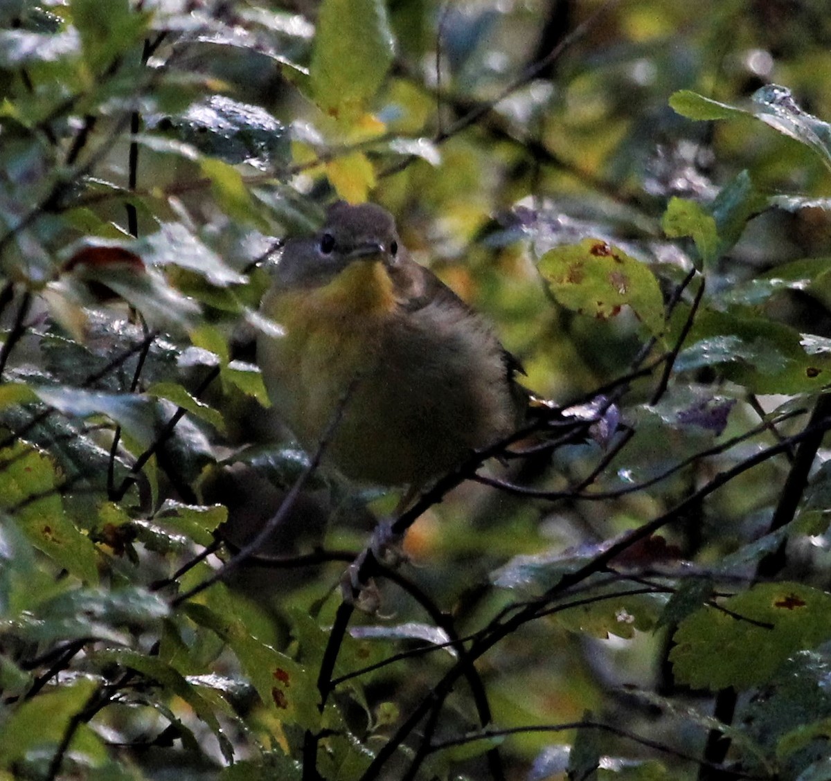 Weidengelbkehlchen - ML261280291