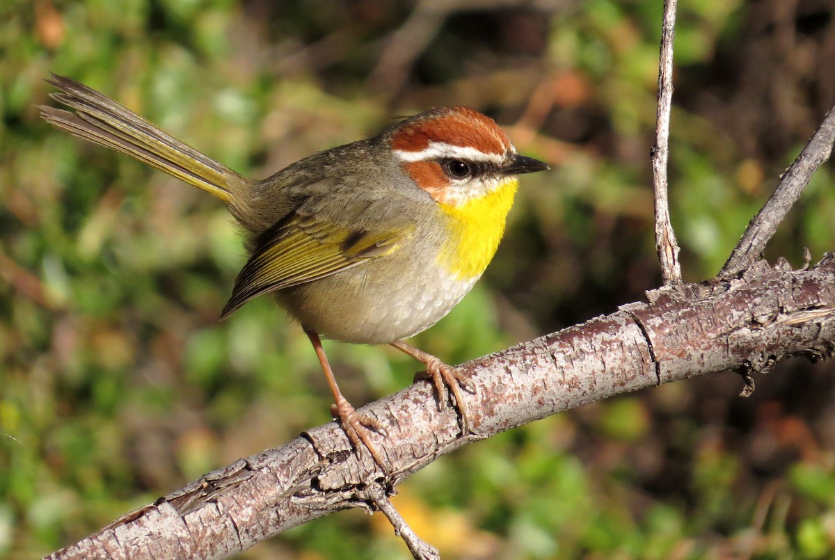 Rufous-capped Warbler - Michael Woodruff