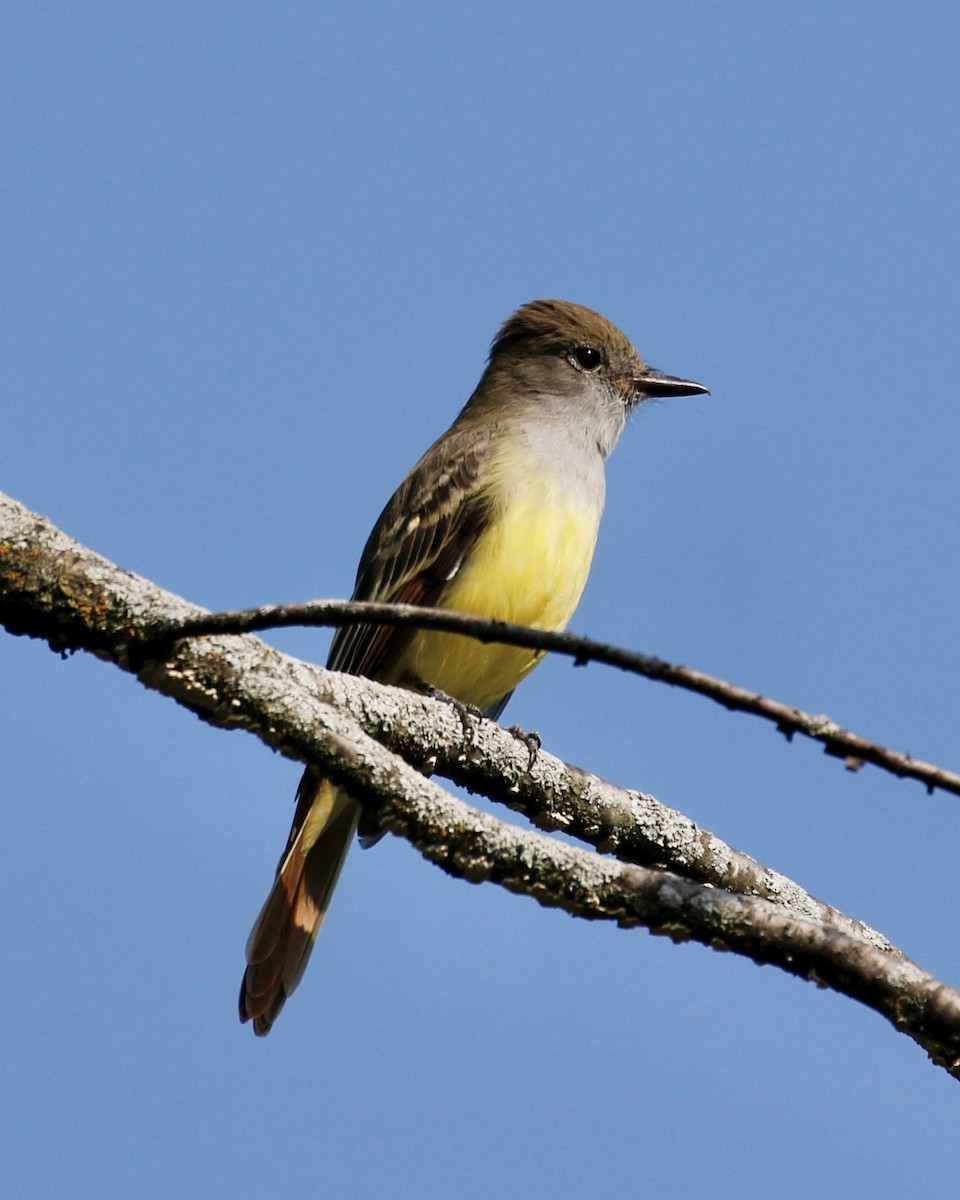 Great Crested Flycatcher - Stéphane  Dubuc