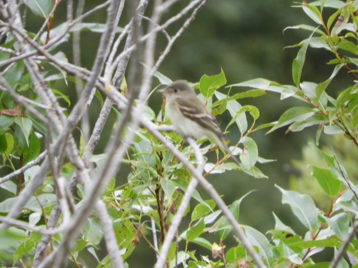 Least Flycatcher - ML261281871