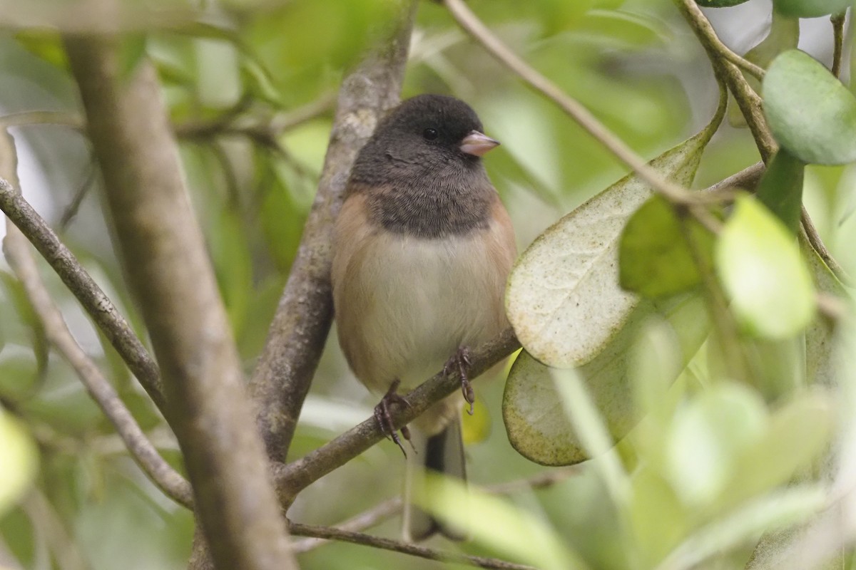 Dark-eyed Junco - ML261282491