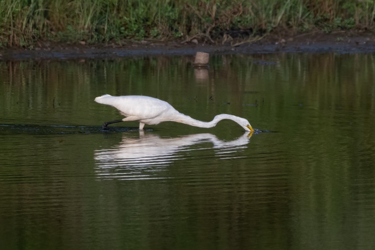 Great Egret - ML261283271