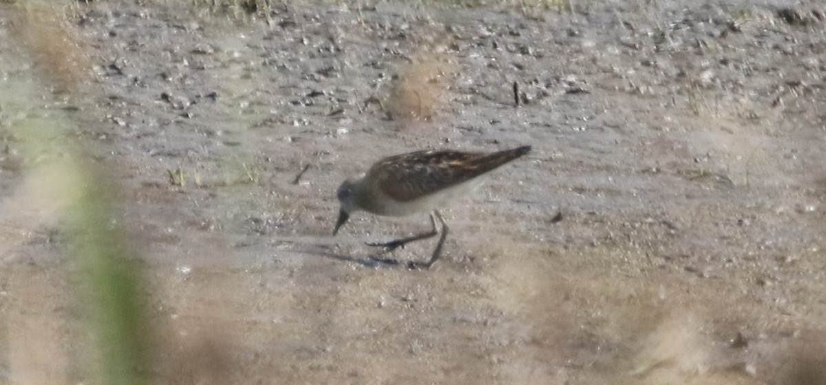 Little Stint - ML261284631