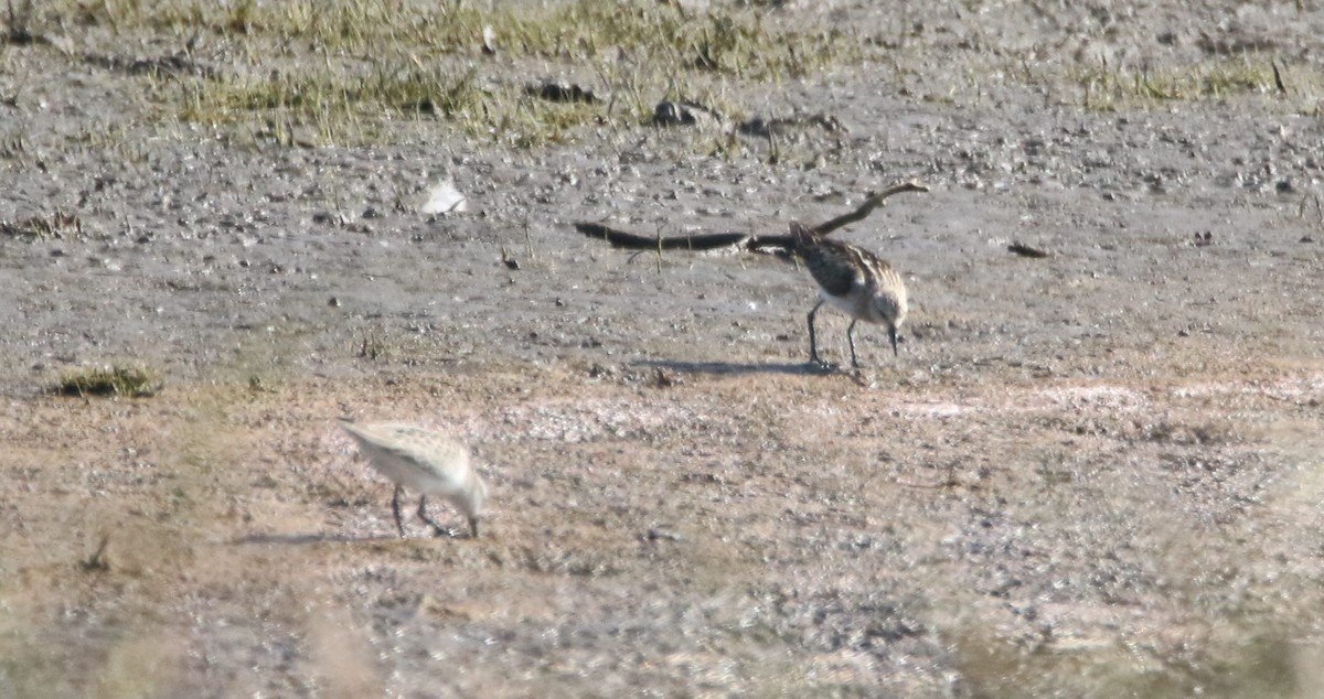 Little Stint - ML261284641