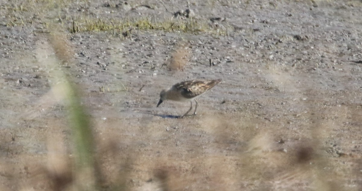 Little Stint - ML261284661