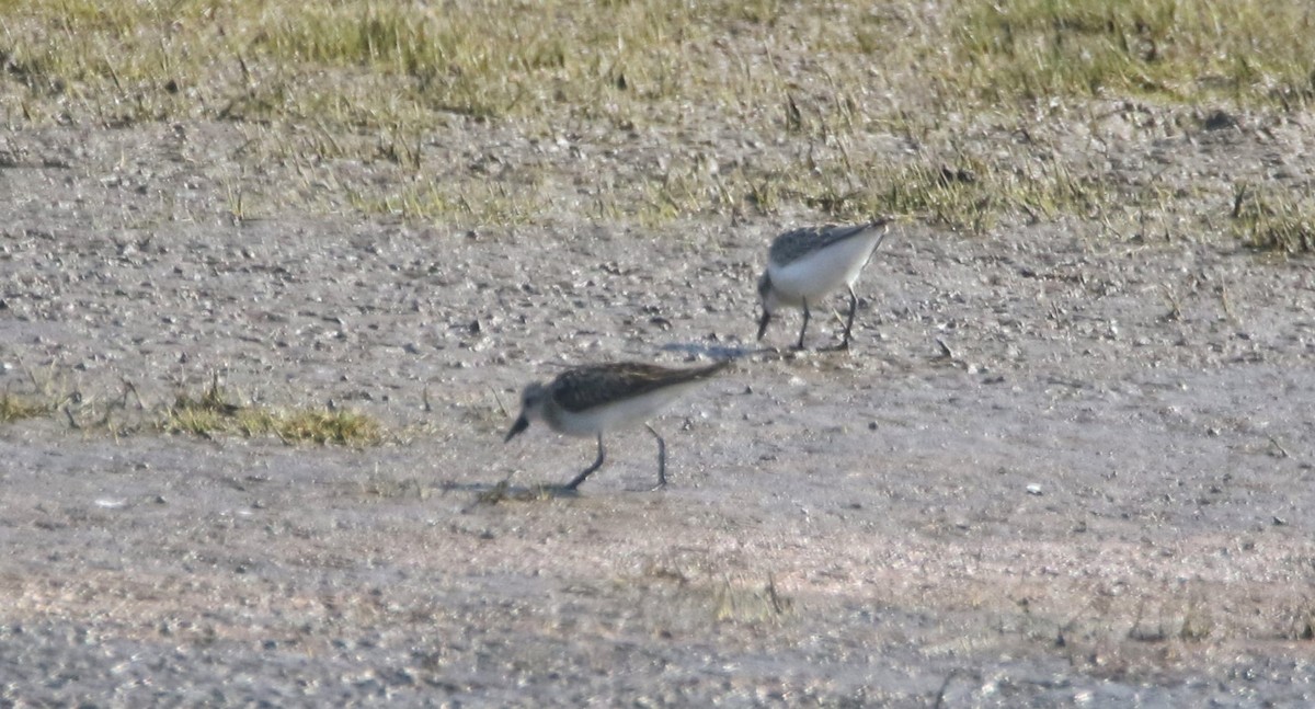 Little Stint - ML261284671