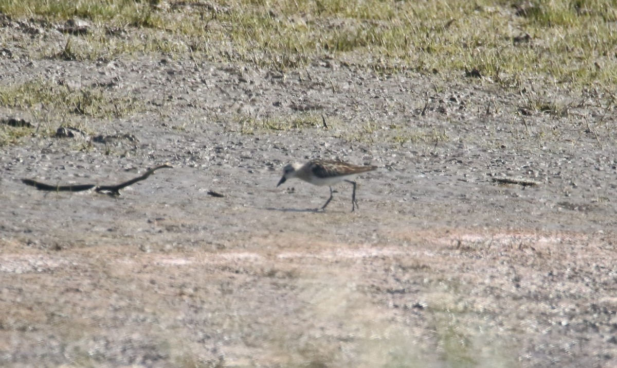 Little Stint - ML261284681