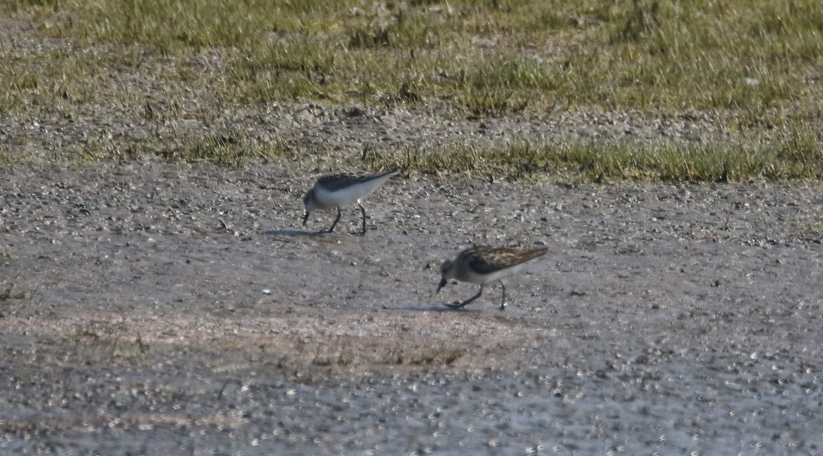 Little Stint - Erik Nelson