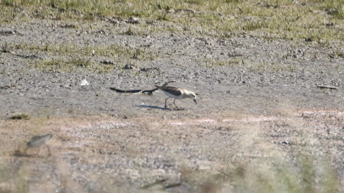 Little Stint - ML261284731