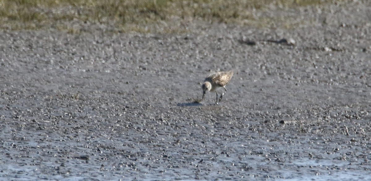 Little Stint - ML261284741