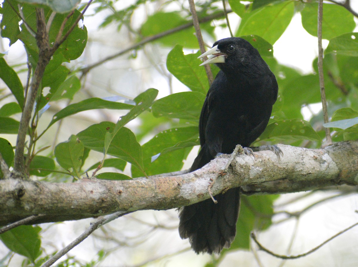 Yellow-billed Cacique - ML261284931