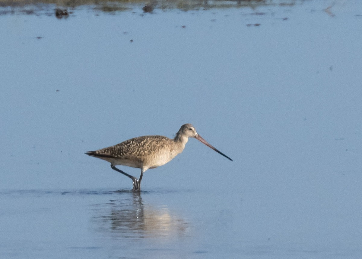 Marbled Godwit - Michelle Terrell